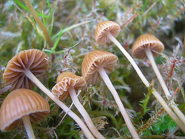 Le Galerine del bosco alluvionale